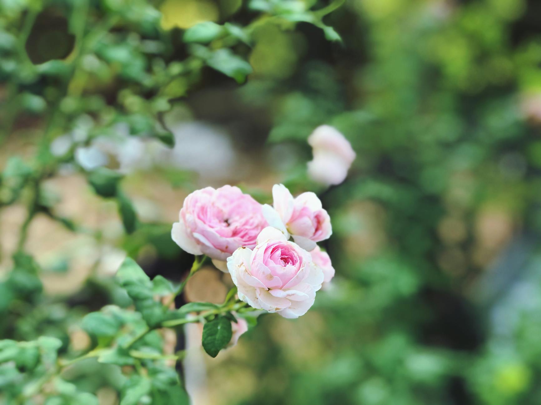 close up photo of flowers