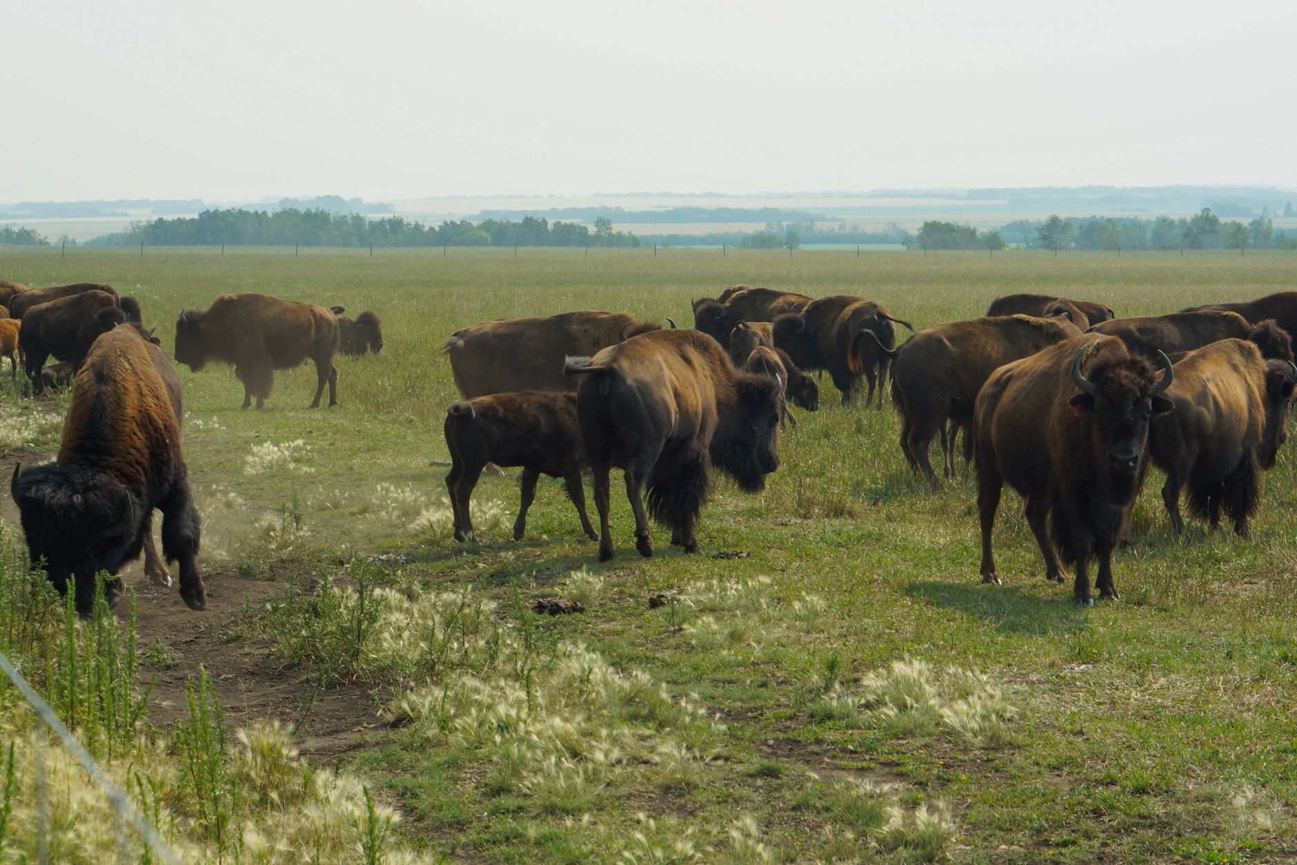 brown bison on green grass field